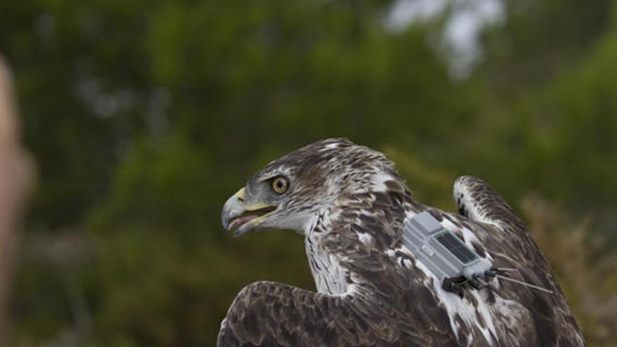 El Consell y Red Eléctrica refuerzan la conservación del águila perdicera