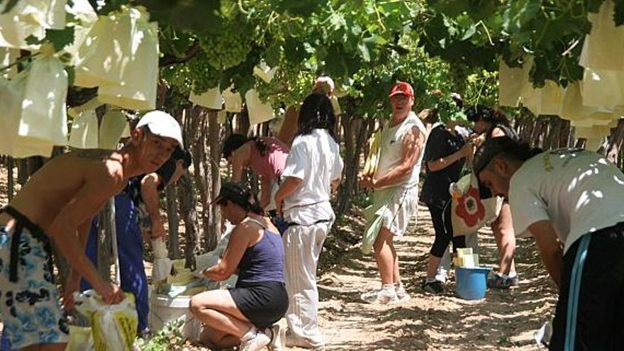 Varios trabajadores temporales colocaban ayer las primeras bolsas de la temporada en los racimos de uva de este viñedo de Aspe.