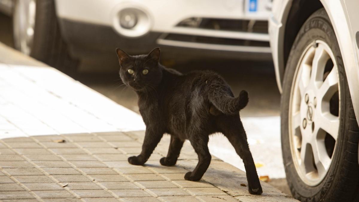Un gato pasea por una calle de Xàtiva, en una imagen de archivo.