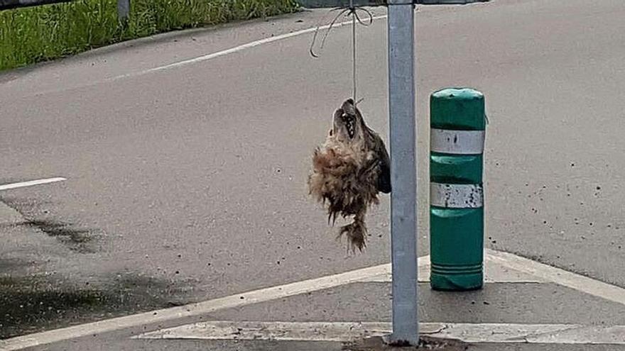 La cabeza de un lobo aparece colgando en una señal de tráfico en Asturias