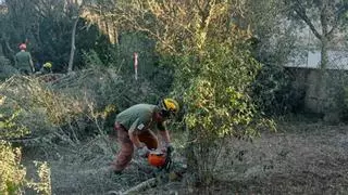 El Govern elimina unos 40 acebuches afectados por la ‘xylella’ en Sencelles