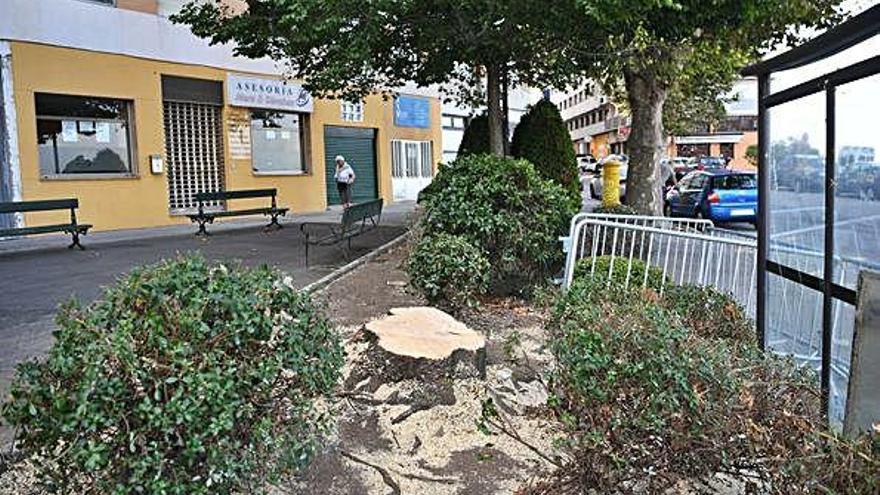 Tocón del árbol que se encontraba en la avenida de Oza.