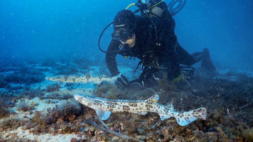 Mallorca Preservation: un año de éxitos en conservación ambiental con recaudación récord de 374.000 euros