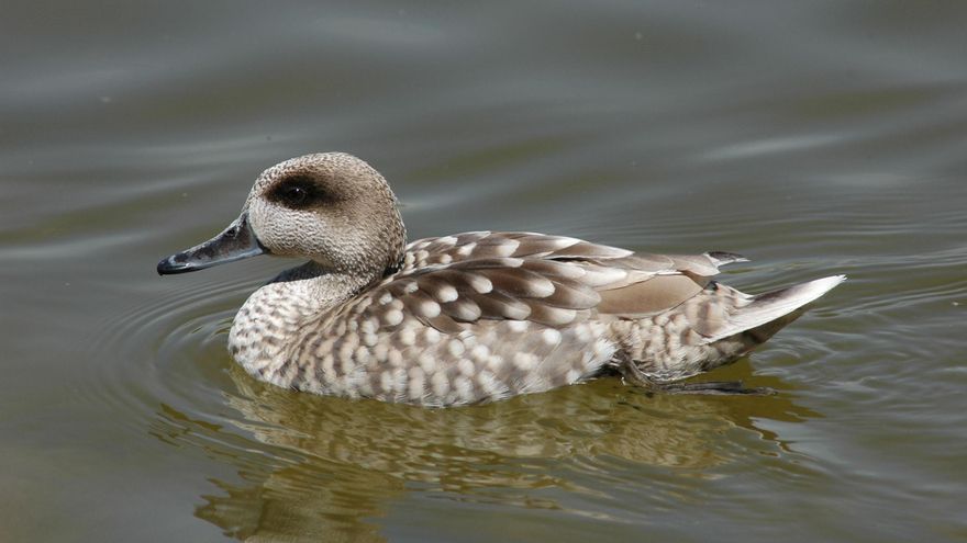 500 especies de aves se extinguirán en los próximos cien años, alerta un estudio