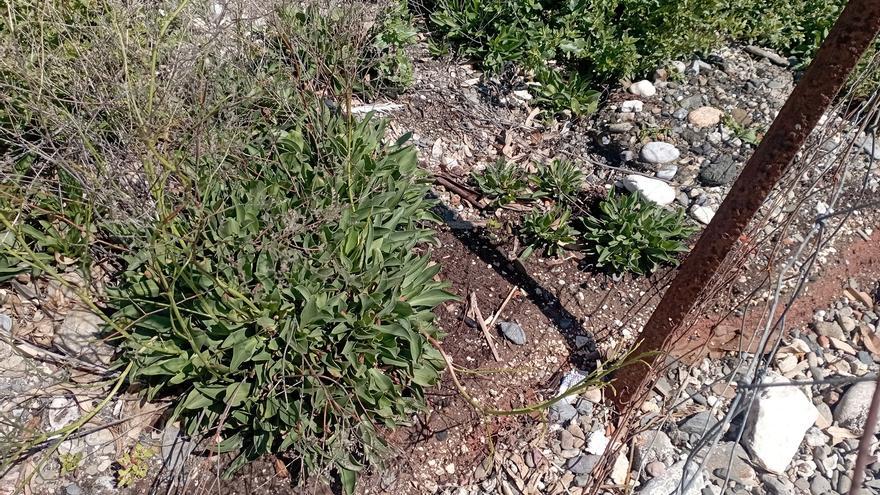 Basuraleza y plantas en lo que queda de Limonium