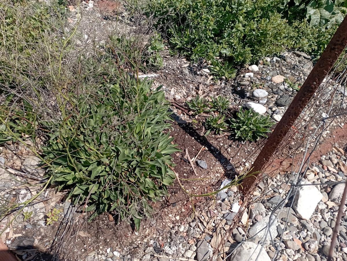 Algunos de los pocos 'Limonium carminis' que siguen con vida en la parcela de los Baños del Carmen, el pasado lunes.