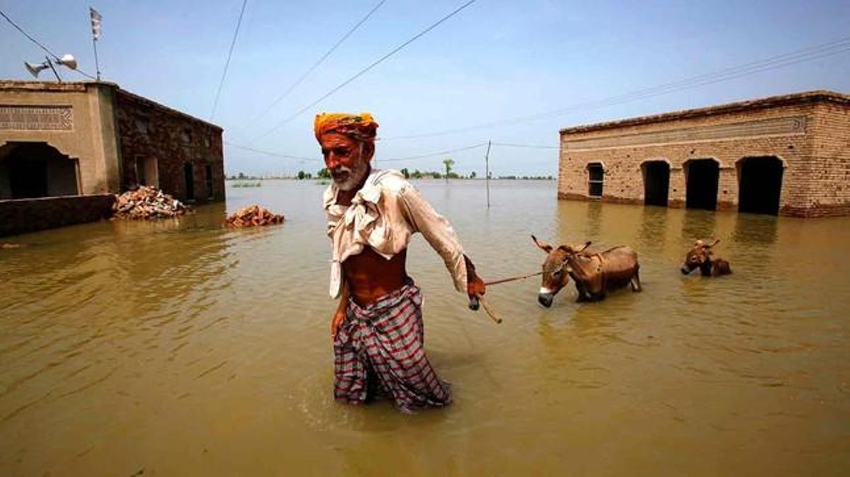 Un veí del poble de Karampur condueix els seus animals per l’aigua.