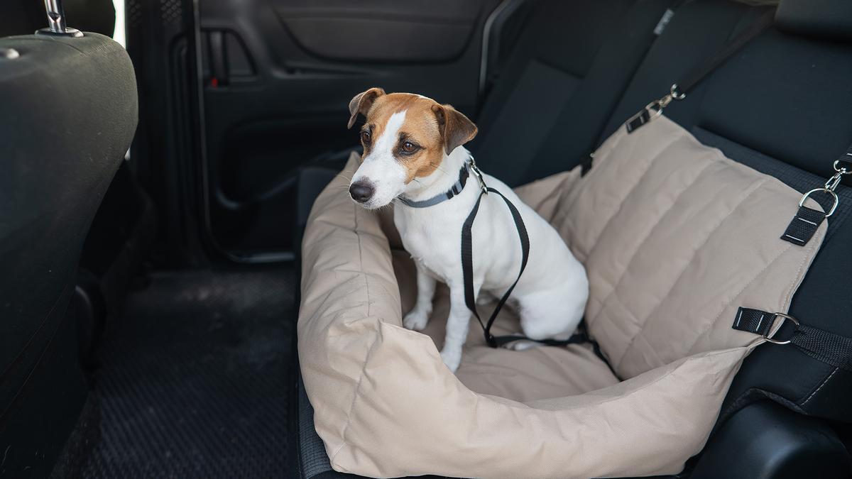 Multado con 200 euros por no te asegurado al perro: la Guardia Civil ya vigila a los conductores tras la aprobación de la "controvertida Ley de protección de los derechos y el bienestar de los animales"