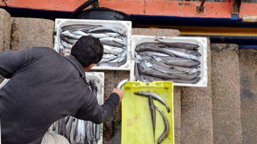 Descarga de merluza en el puerto de Tragrove, en Cambados. // I. Abella