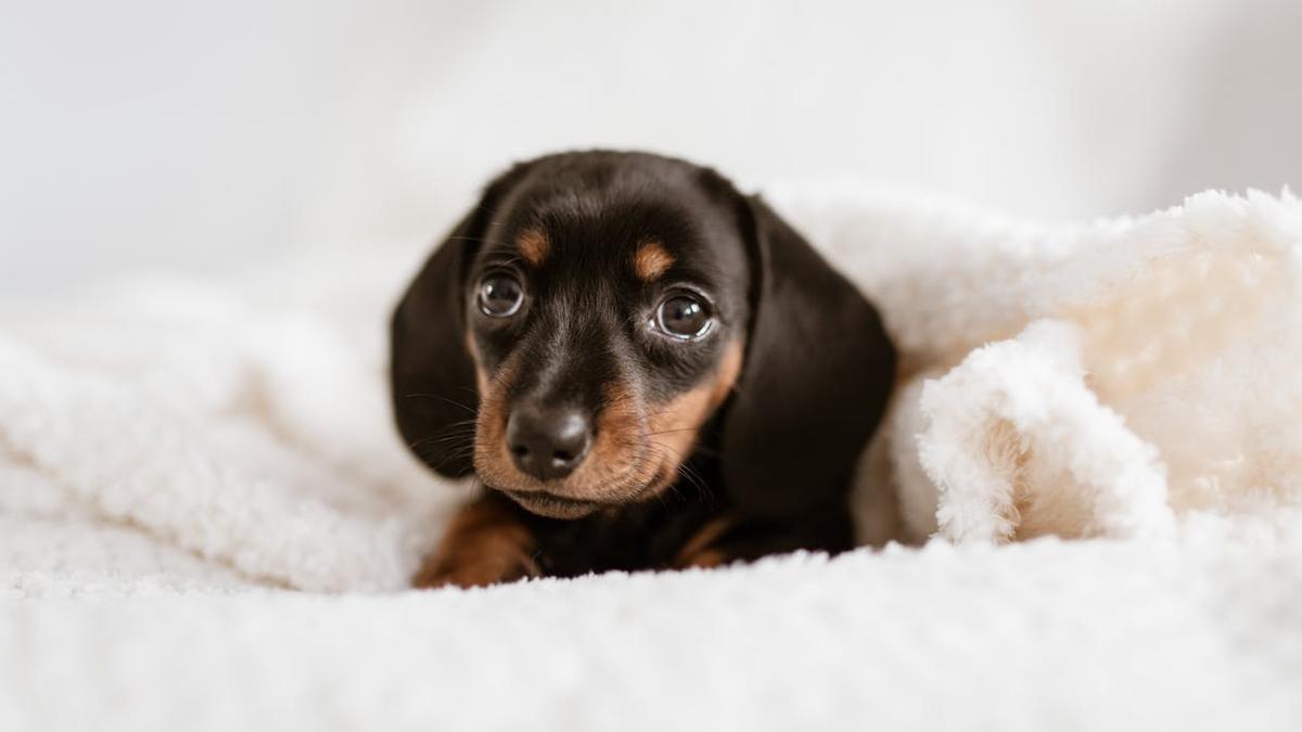 Cómo limpiar la cama de tu perro