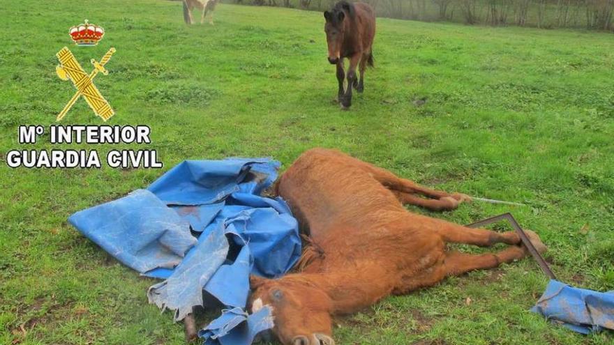 El caballo apareció muerto y tapado con un plástico en una finca junto a más animales. // OPC