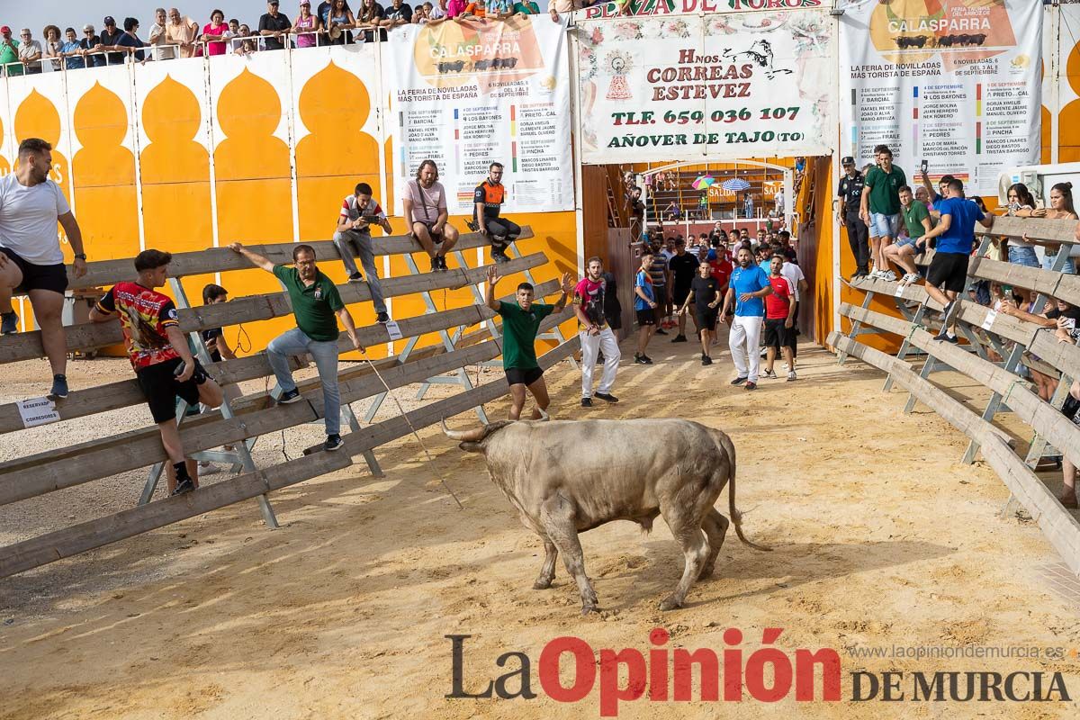 Segundo encierro de la Feria Taurina del Arroz en Calasparra