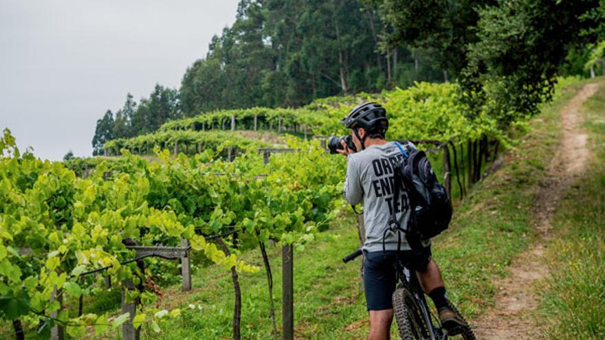 ‘Vino y bici’,una ruta BTT entre parras de albariño