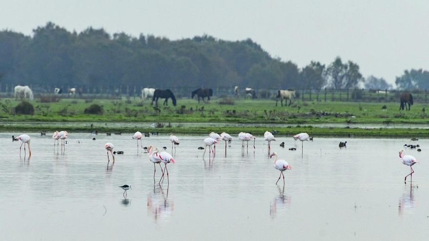Alerta ecologista: &quot;El 85% de los humedales Ramsar españoles presentan mal estado&quot;