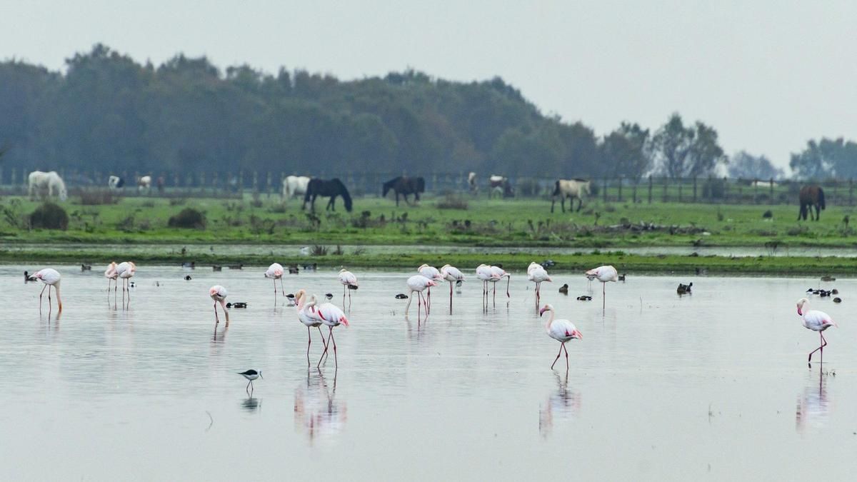Vista de las Marismas del Rocío en el Parque Nacional de Doñana este lunes.