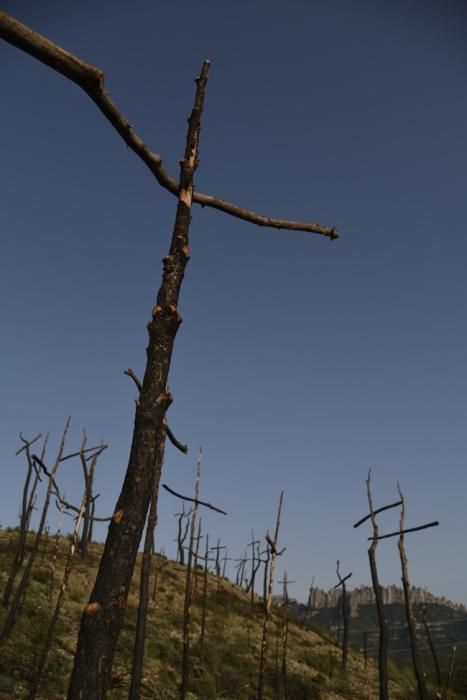 El bosc de les creus d'Òdena