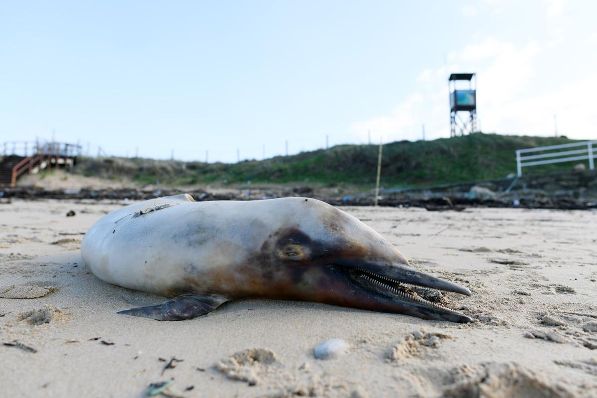 Los restos del delfín aparecido en los últimos días.