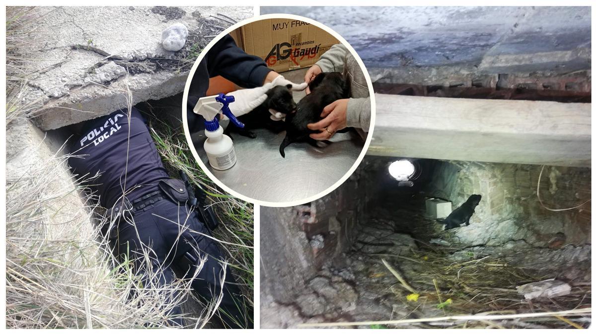 La rápida intervención de un vecino y la Policía Local salva a tres cachorros en Torreblanca.