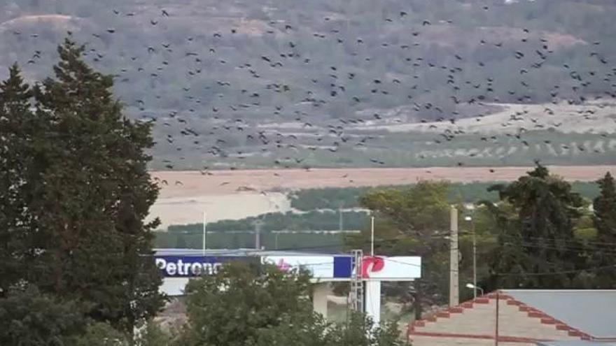 Hotel nocturno para miles de aves en Torremendo