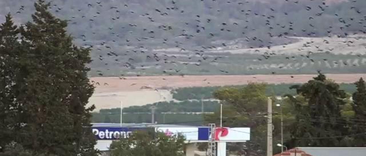 Hotel nocturno para miles de aves en Torremendo