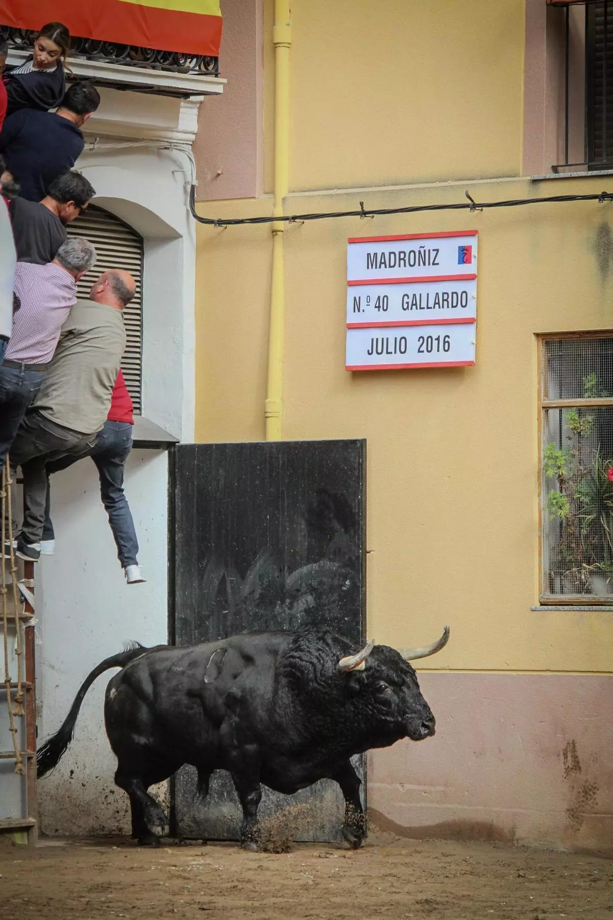 Salida del toro de Madróñiz este lunes en las fiestas de Almassora