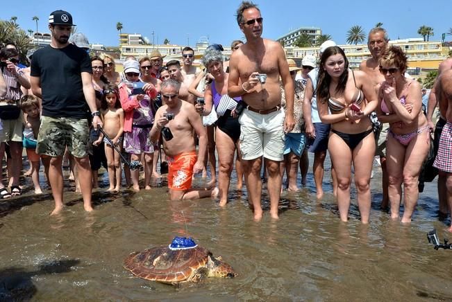 18/03/2016 PLAYA DEL INGLES, SAN BARTOLOME DE TIRAJANA. Suelta de tortugas bobas en Playa del Ingles. Foto: SANTI BLANCO