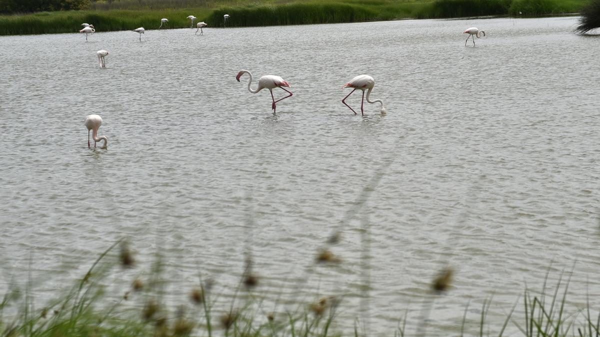 Laguna de Fuente de Piedra