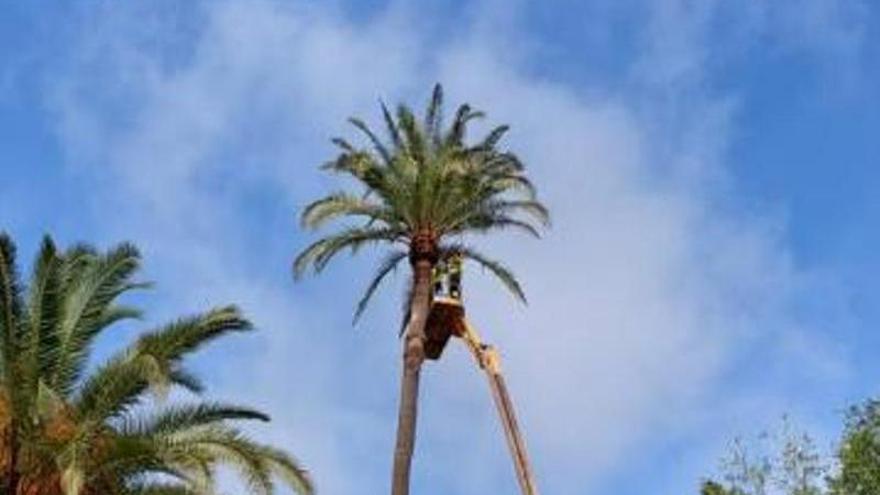La villa trata a la palmera más longeva del parque Néstor Alamo