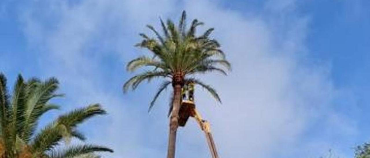 Los técnicos trabajan en la palmera de Paquesito el pasado jueves.