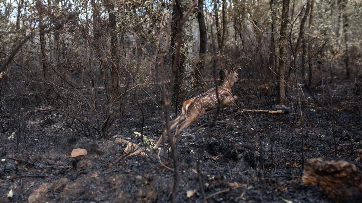 Un ciervo, entre los árboles quemados por el incendio de la Sierra de la Culebra en Zamora