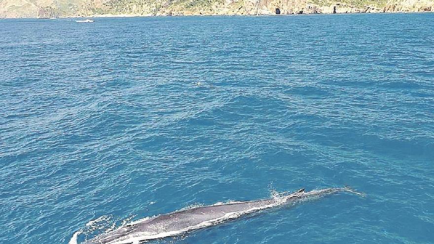 ¡Ballena a la vista!: los rorcuales sorprenden en Dénia y Xàbia