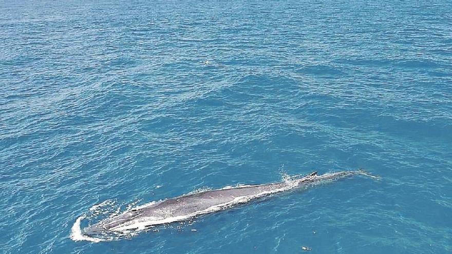 Ballenas de 20 metros sorprenden en Dénia y Xàbia