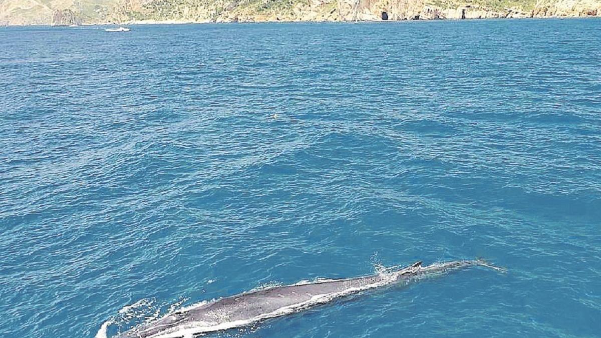 Ballenas de 20 metros sorprenden en Xàbia