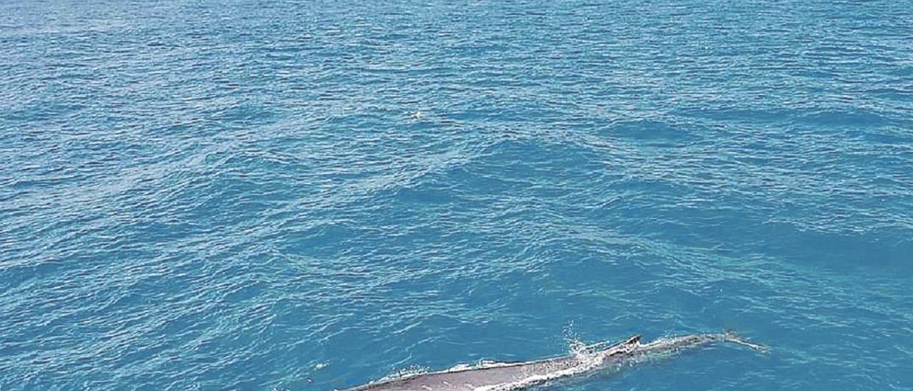 Ballenas de 20 metros sorprenden en Xàbia