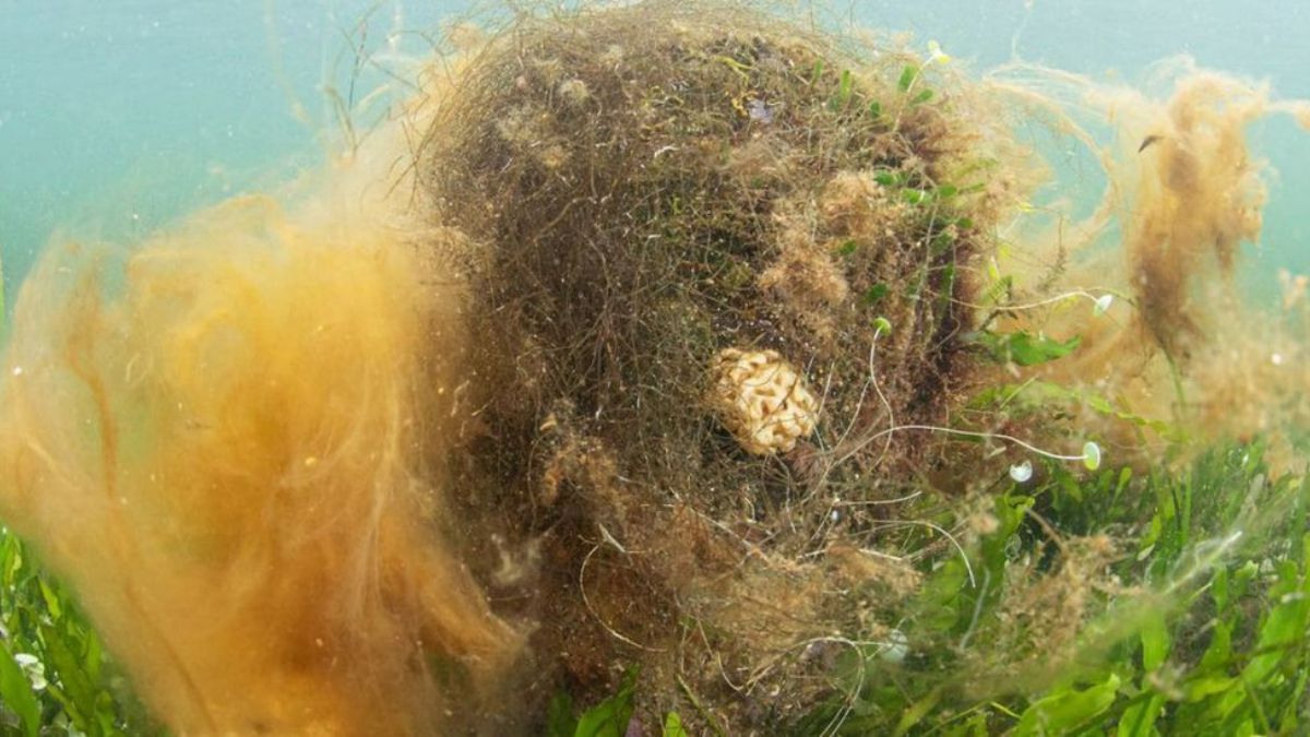 Una nacra, cubierta de alga filamentosa fotografiada en mayo.