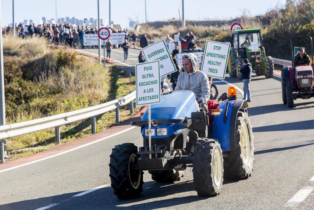 Agricultores de la provincia se manifiestan contra el plan de erradicación de la Xylella del Consell