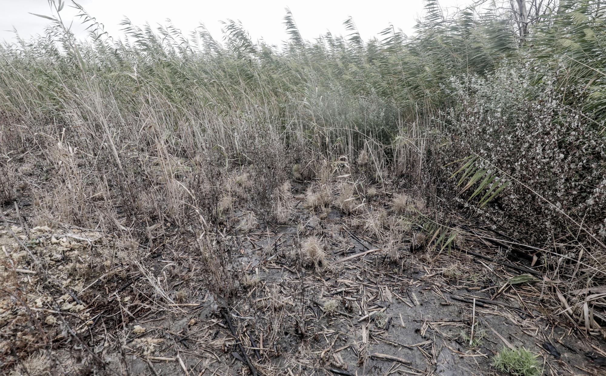 S'Albufera, un año después del incendio