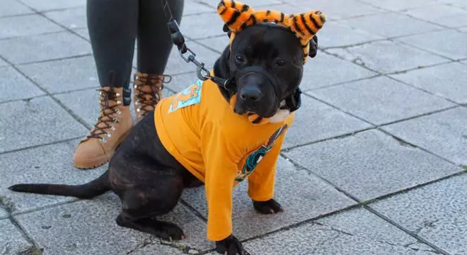 Algunas ideas para disfrazar a tu mascota en este Entroido