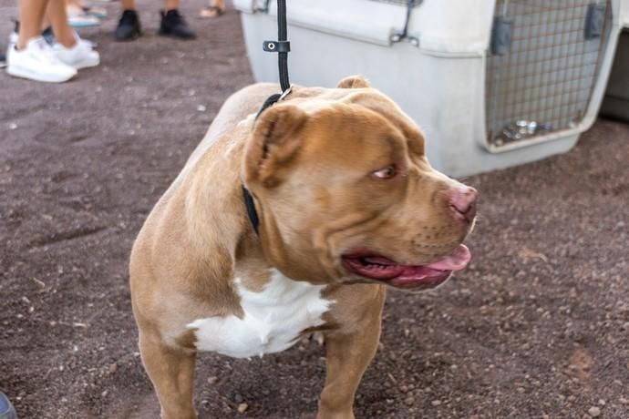 II Feria de Mascotas en Maspalomas