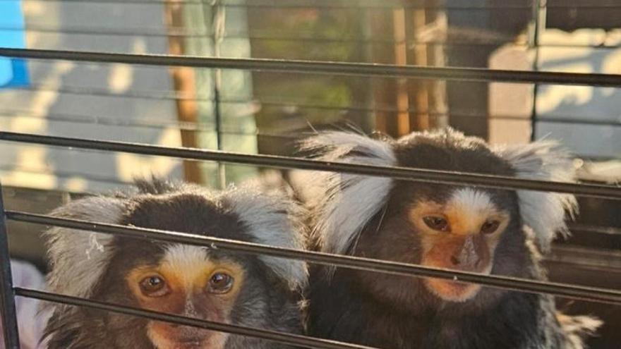 De vivir como mascotas a empezar de nuevo en Villena: la historia de dos titíes rescatados en Croacia