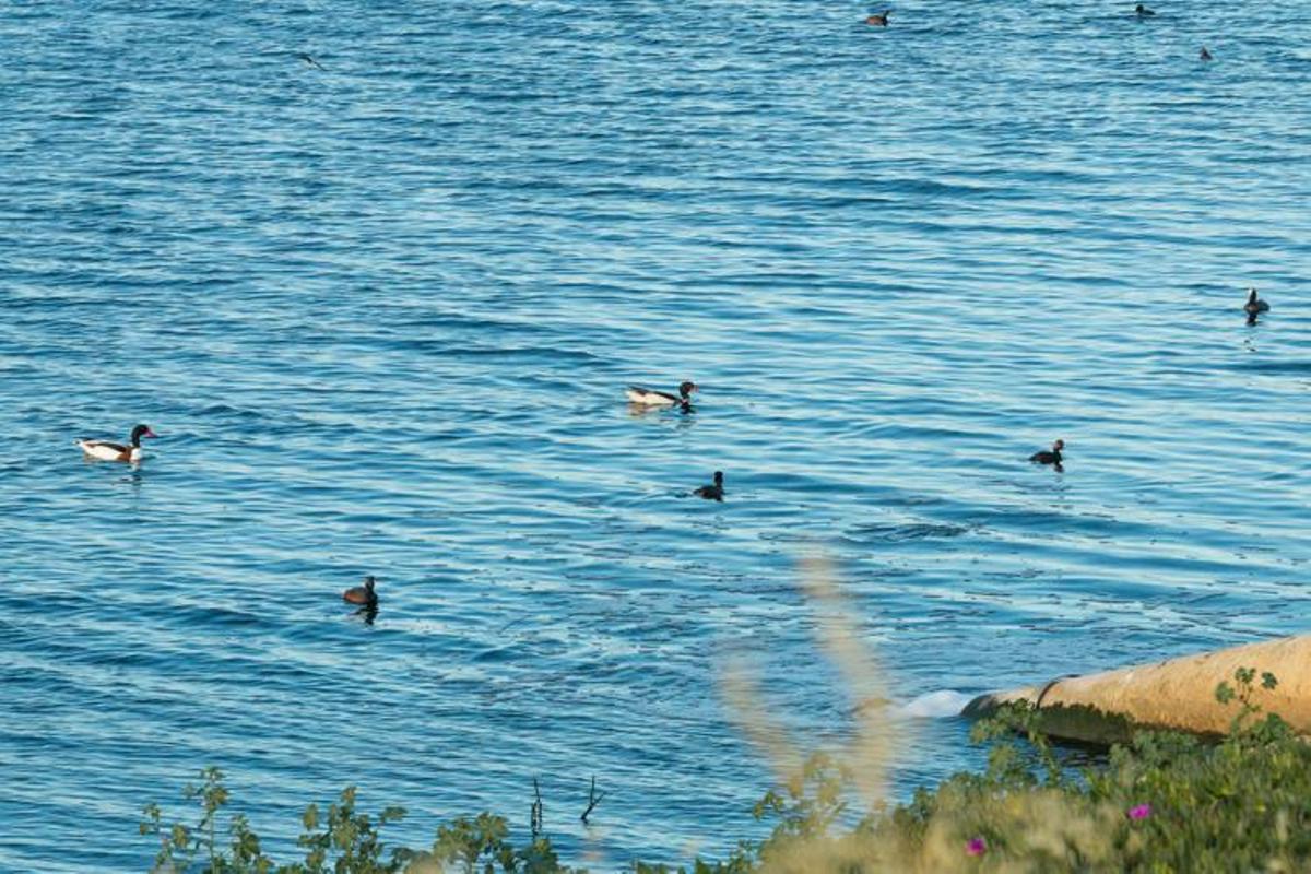 Hidrogea va a llevar a cabo las obras de mejora para seguir protegiendo el entorno del Mar Menor