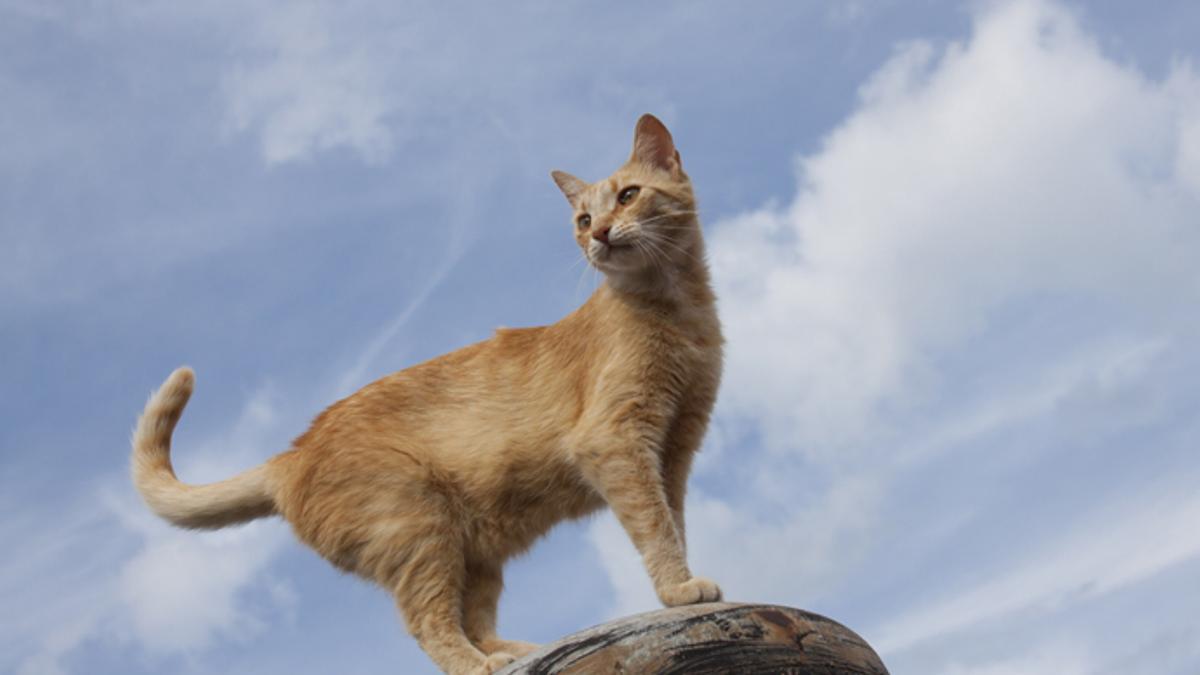 ¿Por qué se dice que los gatos tienen 7 vidas?