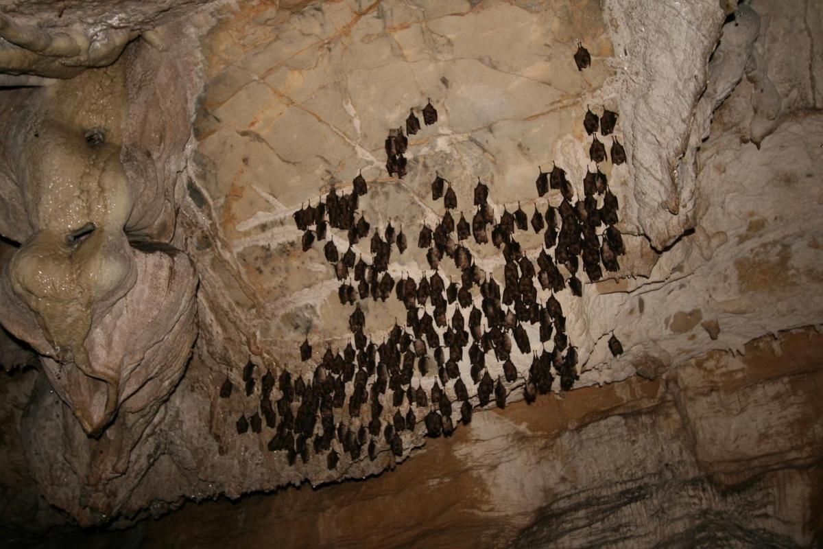 Murciélagos en la Cova do Rei Cintolo