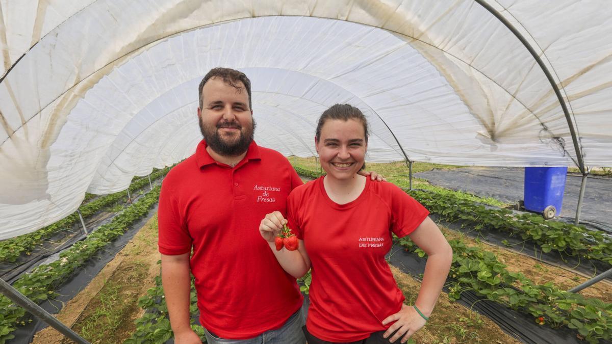 Fresa ecológica y tecnología para competir con otras regiones, los cimientos del éxito de Asturiana de Fresas