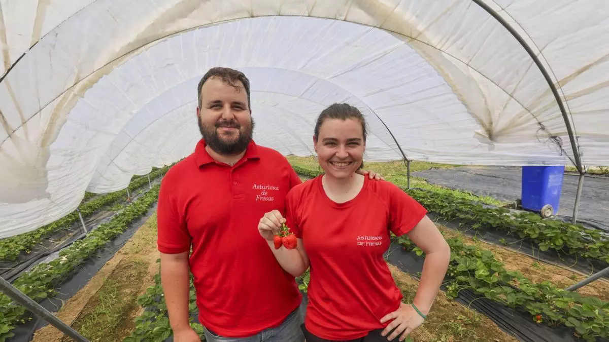 Fresa ecológica y tecnología para competir con otras regiones, los cimientos del éxito de Asturiana de Fresas
