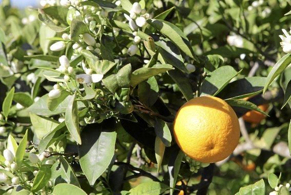 Auf der biologischen Zitrus-Plantage Ecovinyassa in Sóller ziehen die weißen Blüten nicht nur Bienen an.