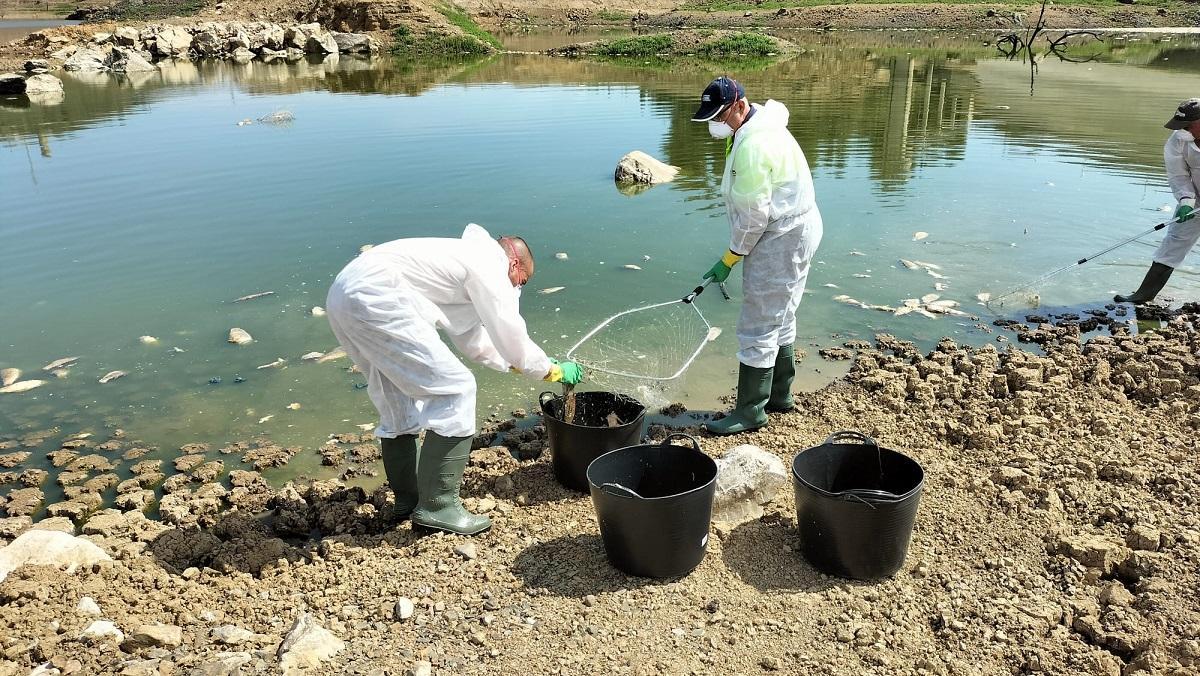 Retirada de peces muertos en el embalse de Sierra Boyera.