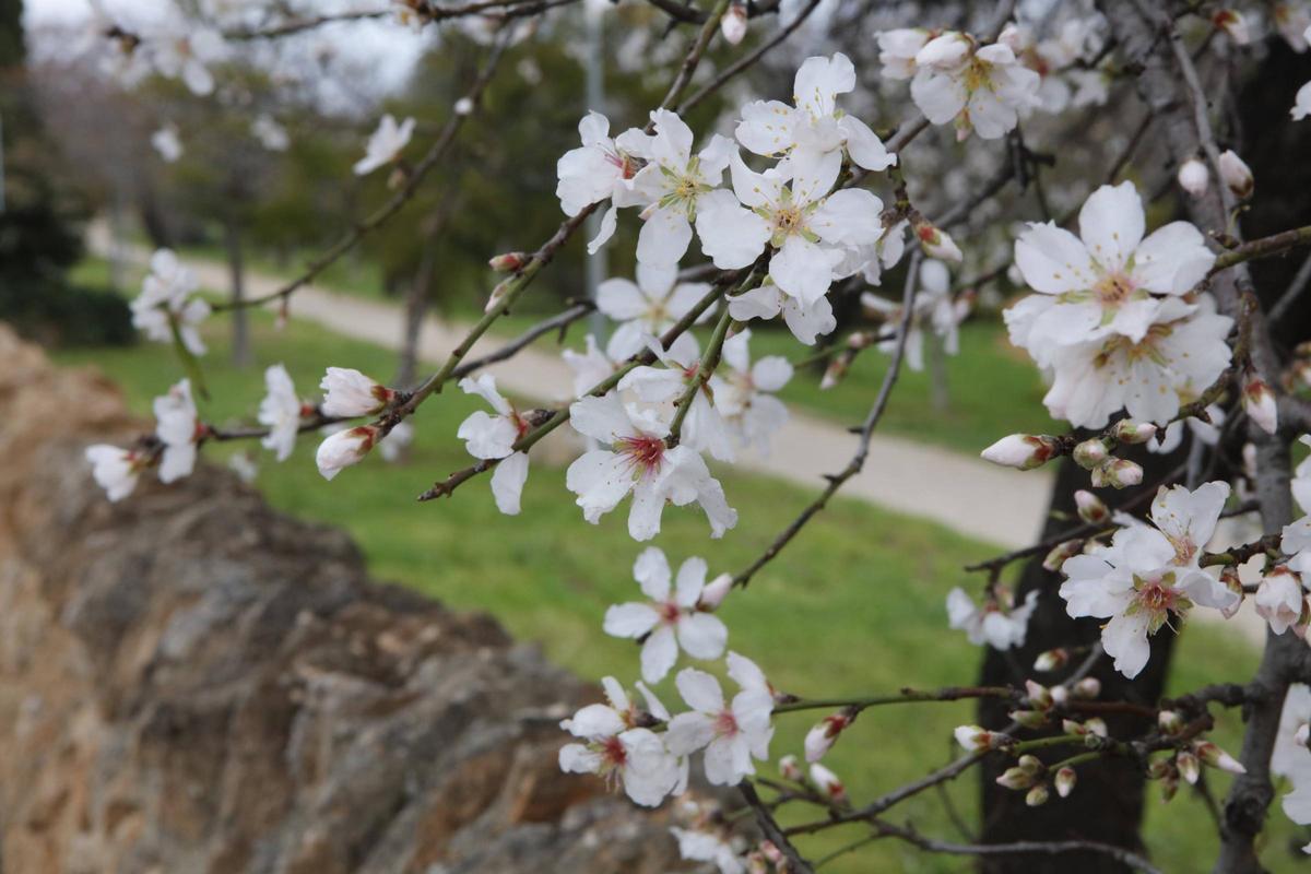 Weiße Pracht auf Mallorca: Die Mandelblüte ist wieder da