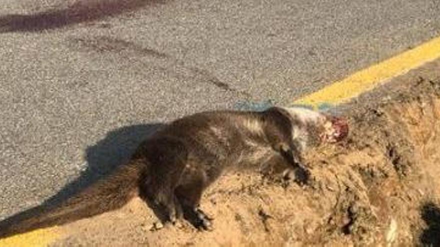 Una llúdriga atropellada a la GIV6102 que passa pels Aiguamolls de l&#039;Empordà el mes de febrer