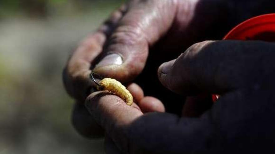 Detalle del &quot;bicho&quot; uasdo por un pescador en Vea.  // Bernabé / Javier Lalín